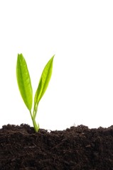 young plant on white