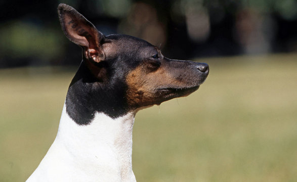 portrait de profil d'un american toy fox terrier