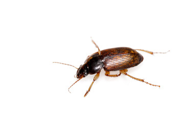 beetle on a white background