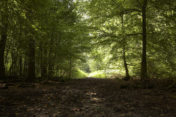 Waldlichtung im Frühherbst © checker