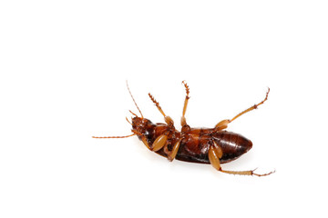 beetle on a white background