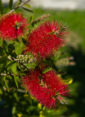 Bottlebrush flower