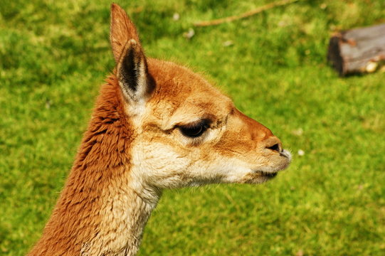 Young llama
