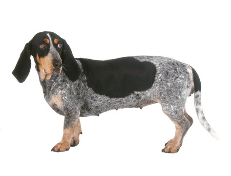 Profil Du Basset Bleu De Gascogne