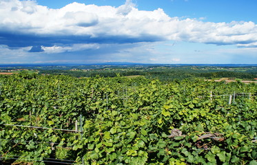 Vineyard