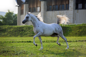 Obraz na płótnie Canvas siwy koń arabian działa kłus na pastwisku