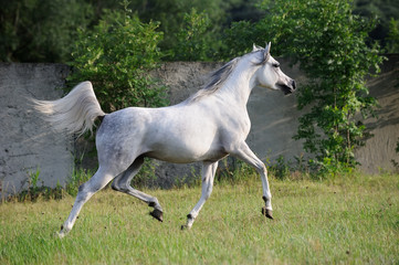 gray arabian horse running trot on pasture