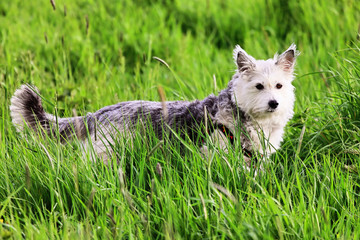 Nice dog in the grass