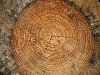 Cross section of tree trunk