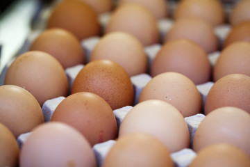 Œufs bruns à la douzaine