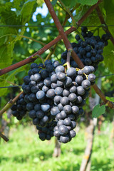 Blue grapes