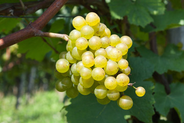 Yellow grapes