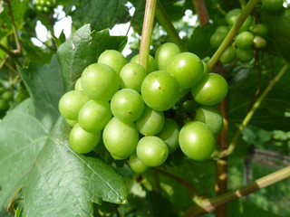 Weintrauben am Weinstock