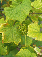 Weintrauben am Weinstock
