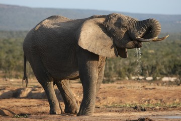 Fototapeta premium African Elephant Bull Drinking