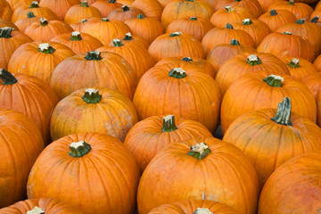 Colorful pumpkins