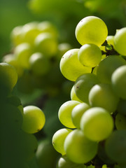 Weintrauben am Weinstock