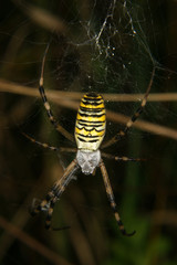 Wespenspinne (Argiope bruennichi)