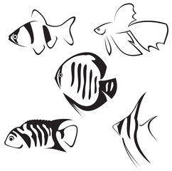Aquarium fish. Line drawing. - obrazy, fototapety, plakaty
