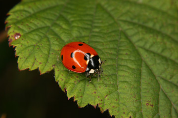 Siebenpunkt-Marienkaefer (Coccinella septempunctata)