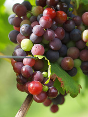 Weintrauben am Weinstock