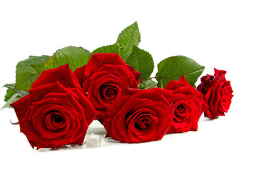 red roses over white background