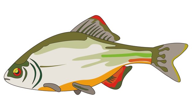 bitterling fish