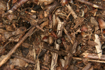 Rote Waldameise (Formica rufa)