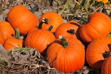 Obraz premium harvest in a field of pumpkins in early fall