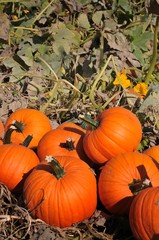 harvest in a field of pumpkins in early fall