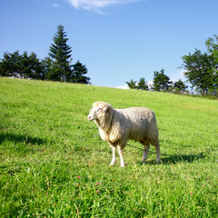 Obraz premium One sheep on a green meadow