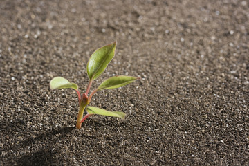 Seedling