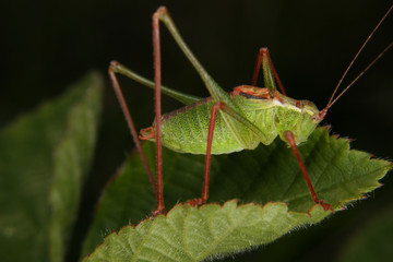 Zartschrecke (Leptophyes punctatissima)
