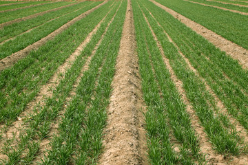 wheat field