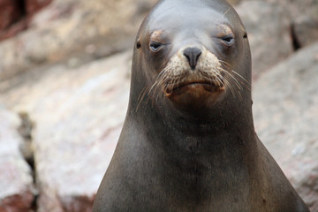 Sealion
