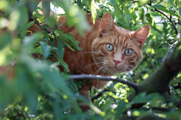 Kater im Baum