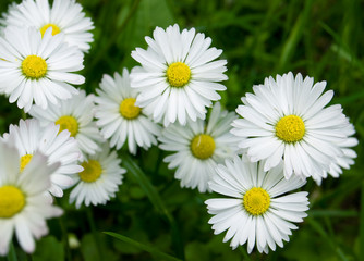 Obraz premium daisy flowers