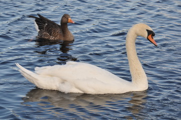 Schwan und Ente