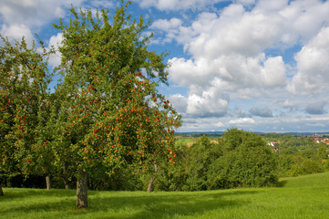 Apfelbäume, Plantage, Steuobstwiese