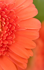 gerbera flower, close up