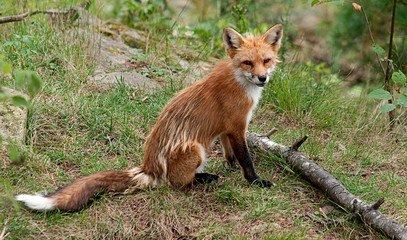 Red Fox