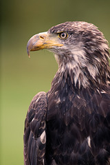 Golden eagle
