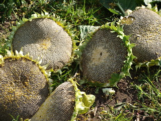 OLYMPUS DIGITAL CAMERA © Thomas Graham