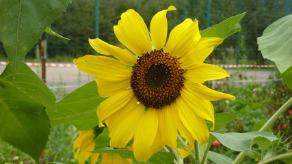 girasole