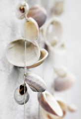 muscheln