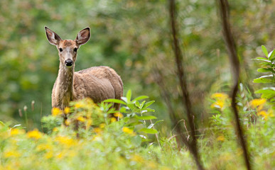 Female deer in forest