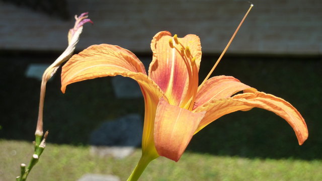 Lilium