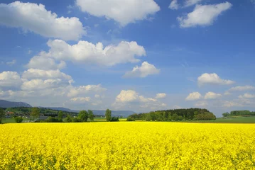 Rapsfeld, Biberist, Solothurn, Schweiz © Rysi