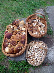 Three mushroom baskets