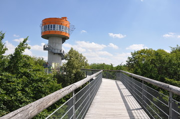 Baumkronenpfad im Nationalpark Hainich, Thüringen